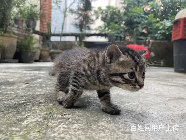 【搞定了！】蓝猫生了四只（还有两只），爱猫人士联系我哦 - 图片 4