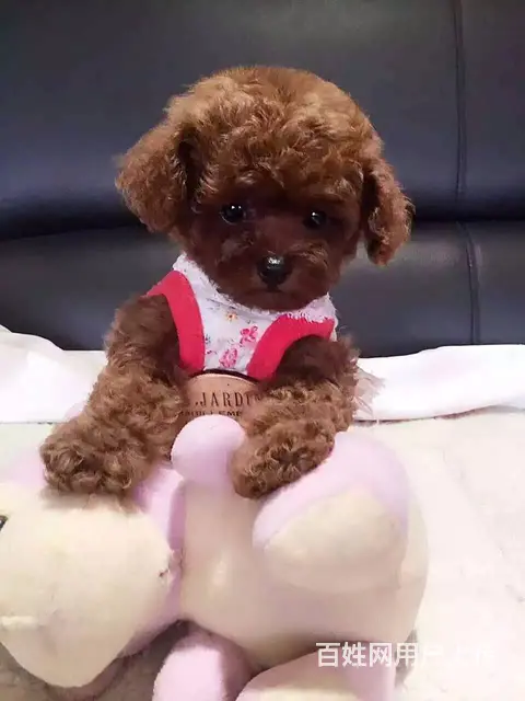 辽阳【泰迪犬舍】地址泰迪得多少钱 - 图片 4