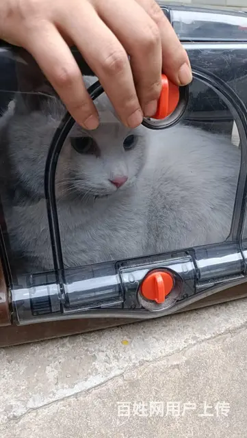 焦作找猫团队，焦作 专业的找猫团队 - 图片 1