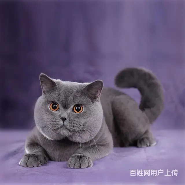 内蒙古赤峰纯种蓝猫幼崽包邮出售 - 图片 11