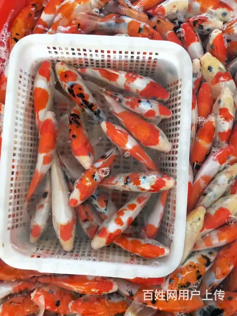 【观赏鱼批发中心】锦鲤鱼批发零售 - 图片 11