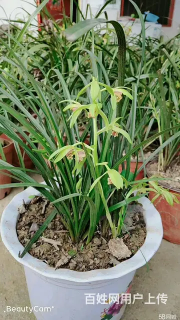 信阳董家河大量苗木花卉一手低价出售 - 图片 1