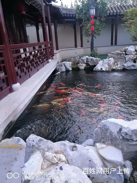 苏州锦鲤鱼金鱼养殖批发市场地址 - 图片 1