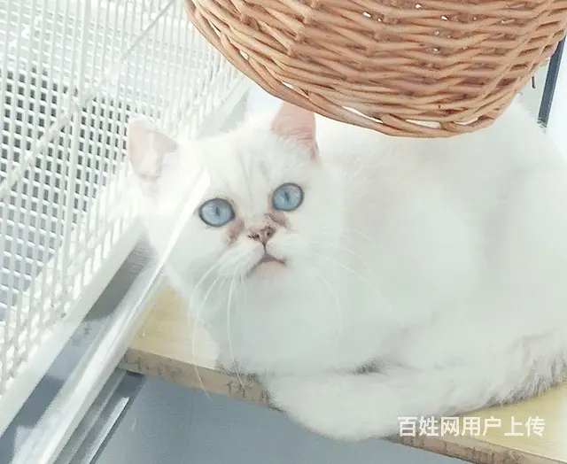自家纯种银点小母100 - 图片