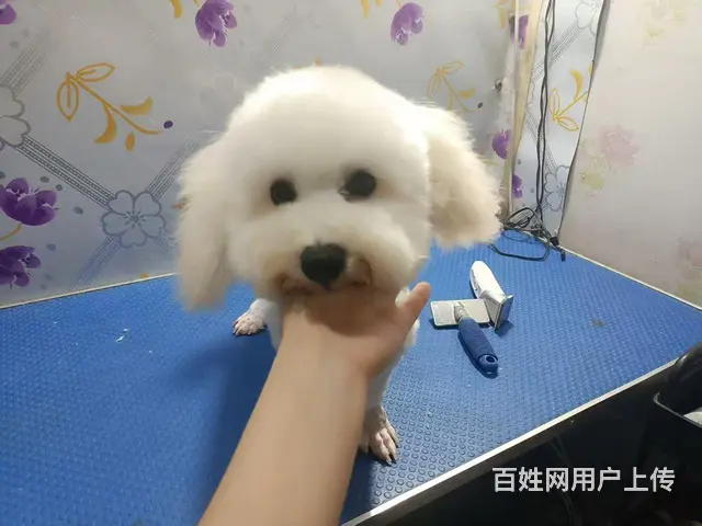 比熊小公 - 图片 2