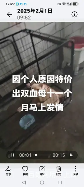 【搞定了！】出售法牛 - 图片