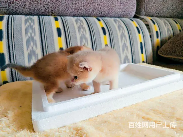 自家繁育金渐层，蓝金渐层小猫找主人 - 图片 2