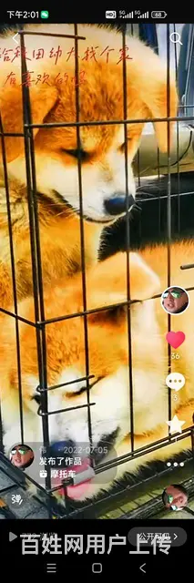 出售可爱忠犬秋田 - 图片 3