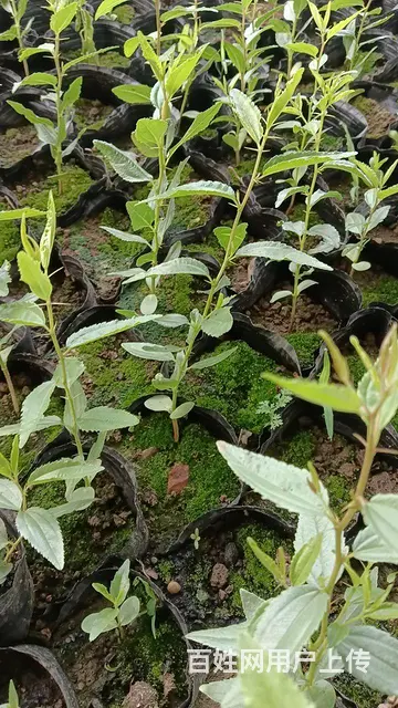营养杯山枣树苗 - 图片 1