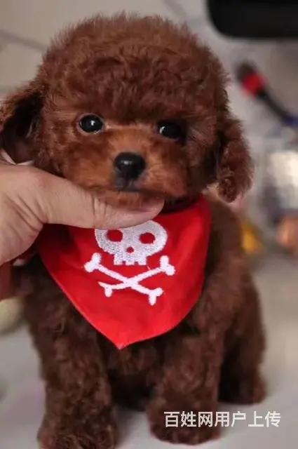 赛级泰迪 售茶杯血系泰迪犬 颜色齐全质保终身 - 图片 10