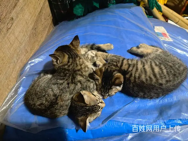 三只可爱的小狸猫 - 图片 1