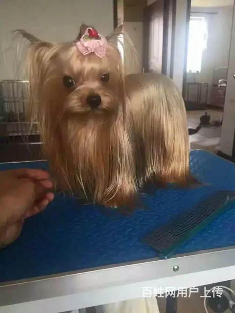 绍兴卖约克夏的犬舍，犬舍约克夏一般价位 - 图片 7