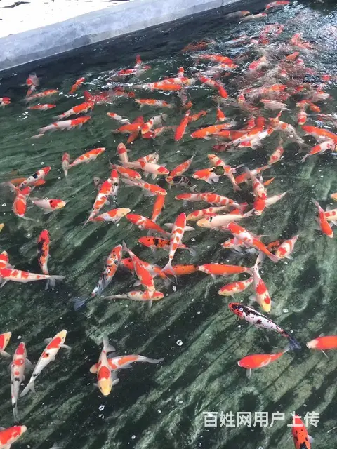 【观赏鱼批发中心】锦鲤鱼批发零售 - 图片 8