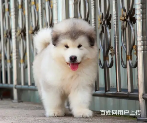 熊版大骨量巨型阿拉斯加雪橇犬 包健康 签协议 - 图片 5