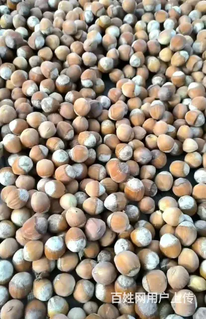 鲜榛果，初级农产品 - 图片