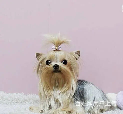 宿迁哪里出售纯种约克夏犬？约克夏多少钱约克夏图片 - 图片 2