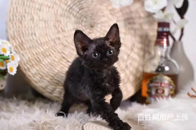 哪里有卷毛猫卖的 双血统卷毛猫多少钱 - 图片 5