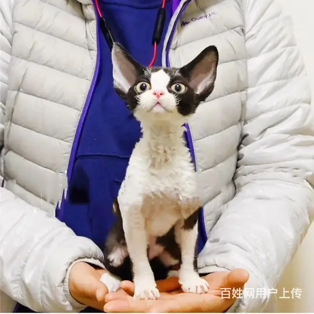 四川自贡德文猫幼崽价格多少 - 图片 6