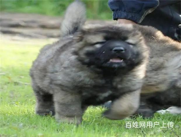 纯种赛级高加索 公母均有颜色齐全 三年质保协议 - 图片 9