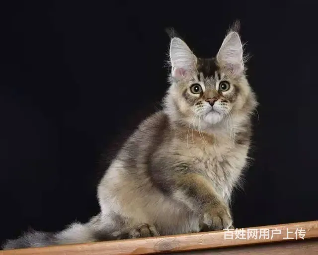 哪里有缅因猫卖  缅因猫多少钱  缅因猫性格怎么样 - 图片 5