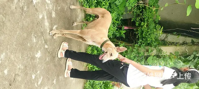 灵堤犬转让 - 图片 1