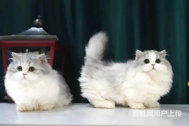 曼基康矮脚猫多少钱 拿破仑好养吗 矮脚拿破仑照片 - 图片 5