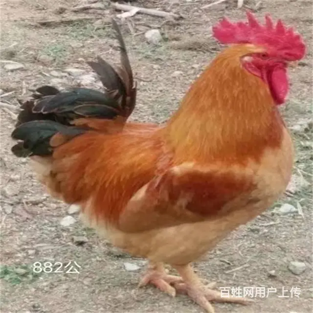 贵州三黄鸡苗批发 都匀鸭苗批发 贵州农村养殖鸡苗 - 图片 1