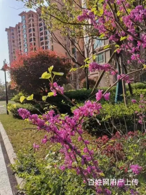 汉港观澜日出天下北站附近宜园御府旁凯怡半山三房四房 - 图片 5