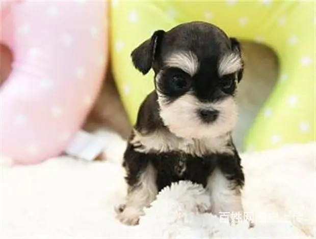 广州宠物狗 迷你雪纳瑞犬 纯种雪纳瑞狗狗幼犬出售 - 图片 3