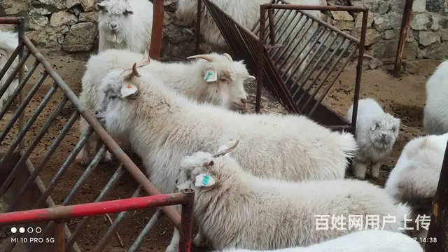 卖羊 - 图片 3