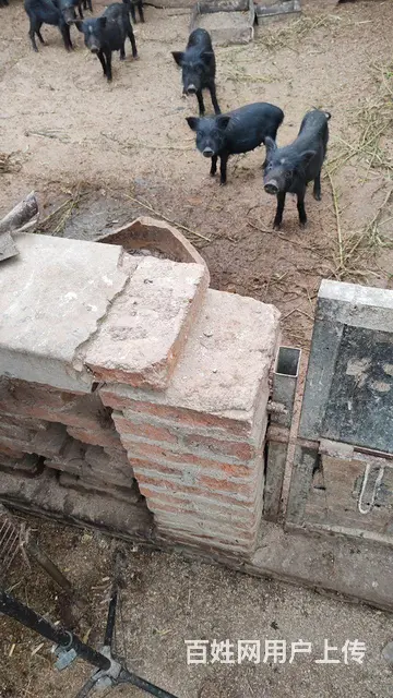 大小猪 - 图片