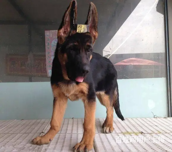 纯种德国牧羊犬 锤系德牧幼犬多少钱 德牧犬好养吗 - 图片 3