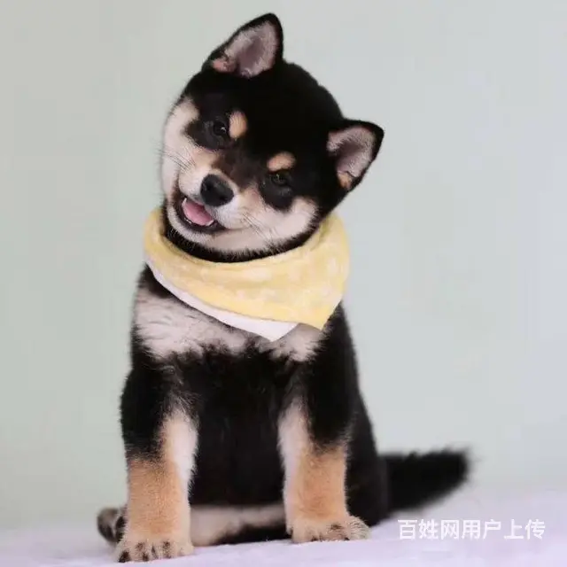 出售纯种柴犬 黑柴 豆柴 精品包子脸 品相完美包邮 - 图片 1