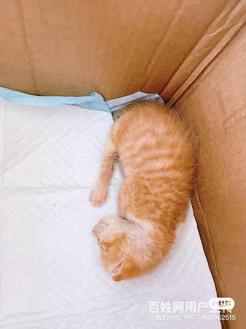 【搞定了！】泉州鲤城两只小奶猫求免费领养人 - 图片 1
