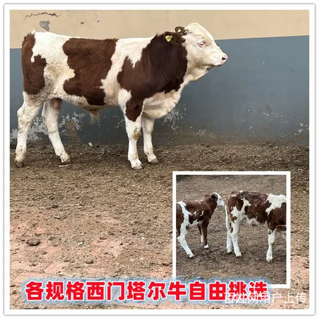 六个月的 西门塔尔成年母牛 价格表 - 图片 1