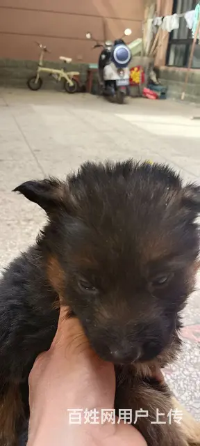 爱博儿子德牧对外借配幼犬出售 - 图片 2