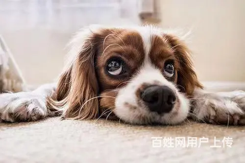 龙泉宠物托运（猫狗柴犬）（全国活体运输）一对一上门接 全程视 - 图片 1