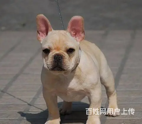 售纯种法国斗牛犬幼犬 法牛犬三针齐全已驱虫 - 图片 2