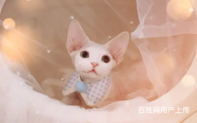 纯种德文卷毛猫哪里有卖的 多少钱一只 真的不掉毛吗 - 图片 4