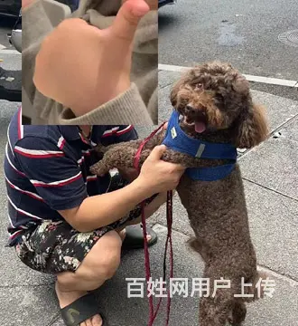 苏州专业找猫团队，苏州找猫，苏州找猫多少钱 - 图片 6