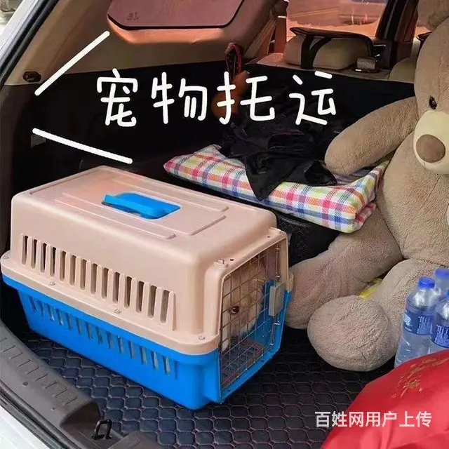 吉林周边宠物托运（猫狗活体快递）陆运 空运至全国 - 图片 3