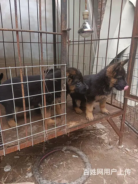 双血统德国牧羊犬 - 图片 2