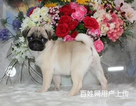 纯种巴哥犬哪里有 巴哥犬去哪里买  放心犬舍在 - 图片 2