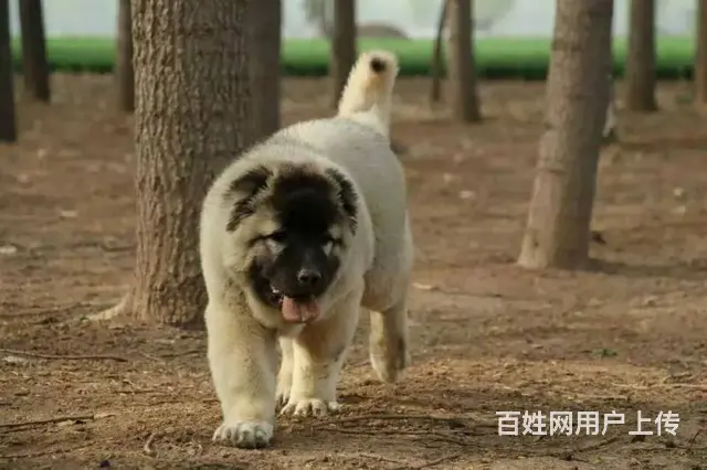 纯高加索犬 ，顶级护卫 高大凶猛的高加索幼犬待售中 - 图片 1