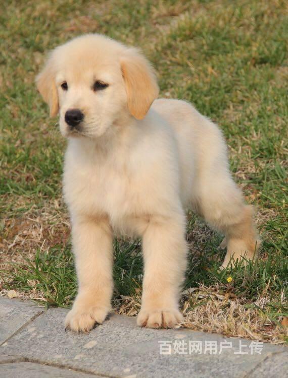 北京赛级金毛寻回犬出售 纯种大头英系金毛多少钱一只