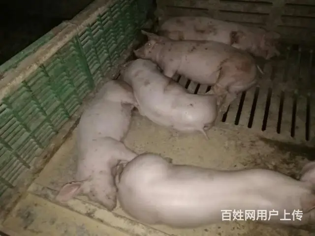养猪场转让，通水电路，有营业执照 - 图片 2