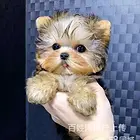 韶关【十年老店】常年繁殖优质血统约克夏幼犬