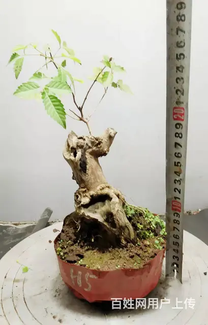 杨世毅先生武汉盆景假山专业设计制作德聚缘花木商务师 - 图片 4