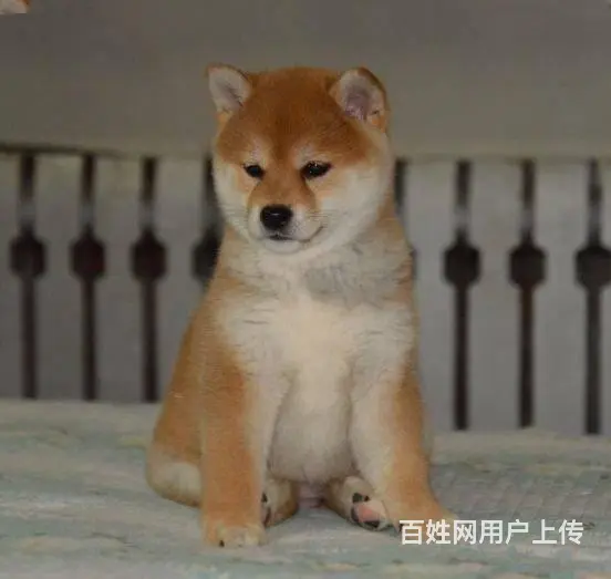 哪里有柴犬出售 柴犬幼犬价格 纯种柴犬 - 图片 9