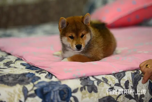 台州哪里有高品质纯种柴犬幼犬出售 自家犬舍繁育 购 - 图片 3
